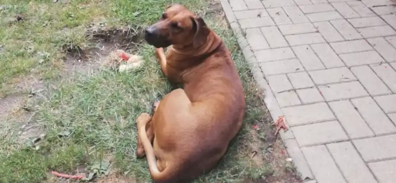útulek pro psy