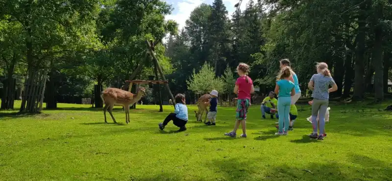 krmení zvěře v lázeňských lesích