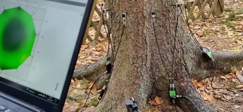 vyšetření stromu