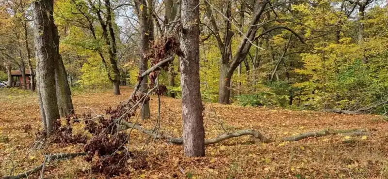 jírovce v lázeňských lesích
