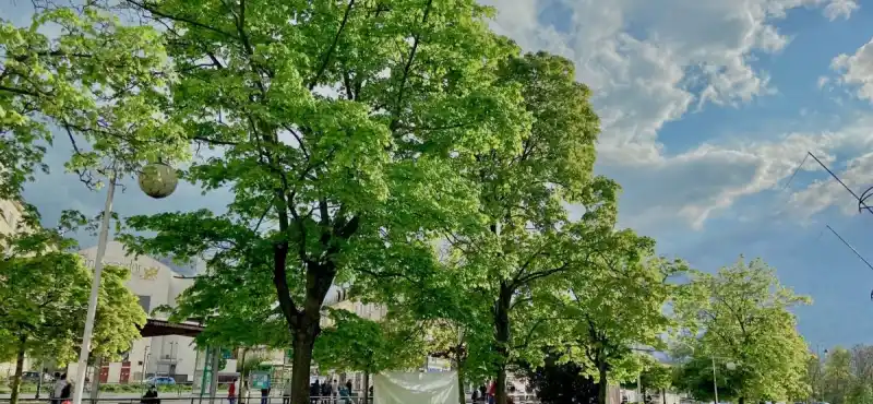Zeleň u Tržnice