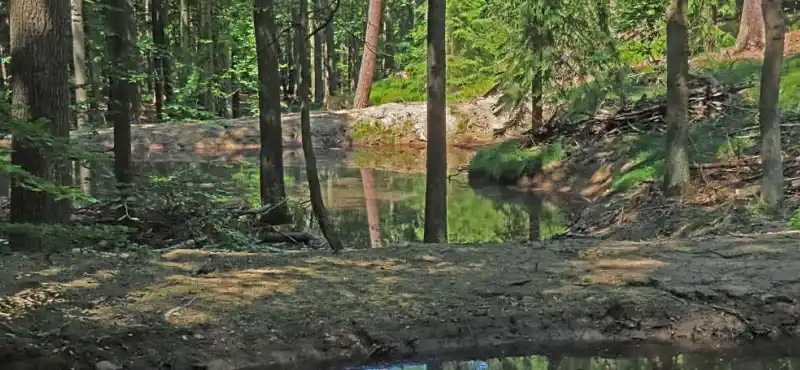 Vodohospodářská opatření v lesích - tůně
