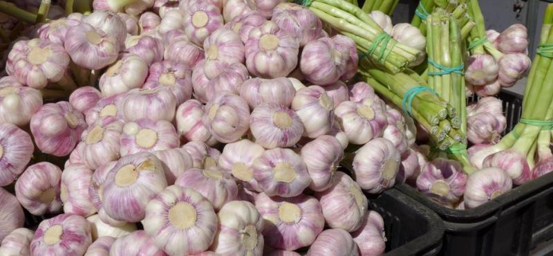 farmářské trhy - česnek