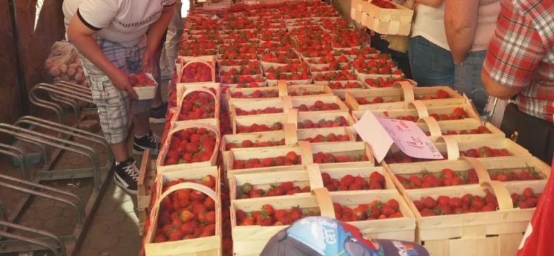 jahody na farmářských trzích