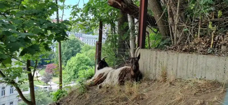 kozy na svahu na Thermalem