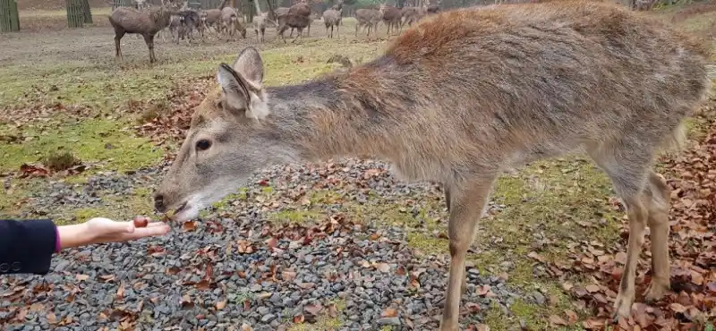 Krmení zvěře v lázeňských lesích