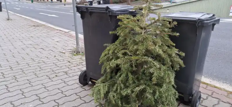 odhozený vánoční stromek