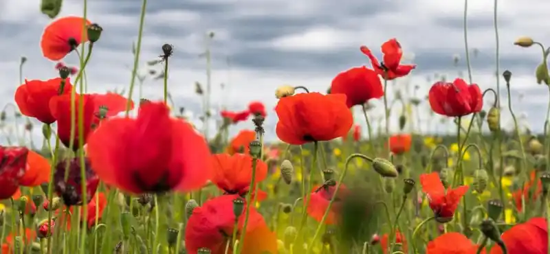 Vlčí mák České republiky pro válečné veterány