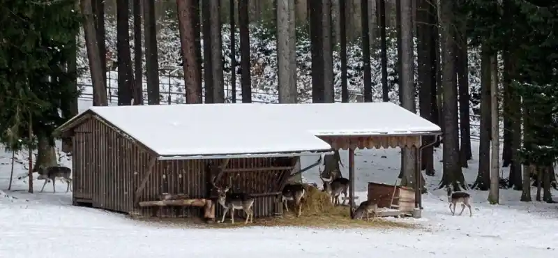 zvěř na Linhartu