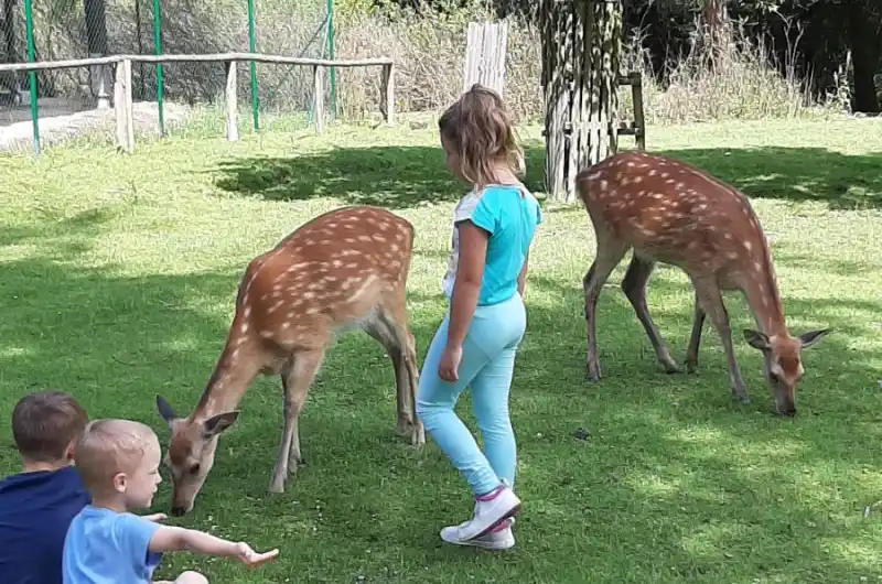 krmení zvěře