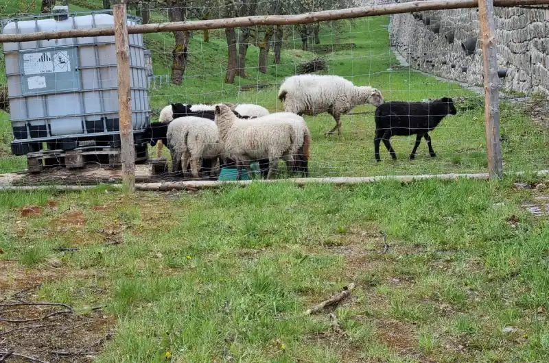 ovce v sadu_napájení