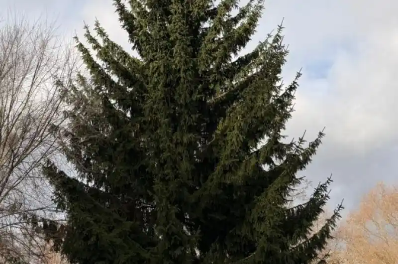 vánoční strom města