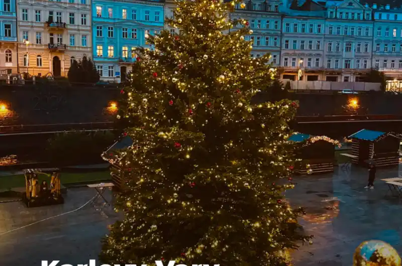 hledáme vánoční strom