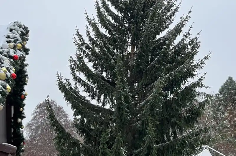 vánoční strom města