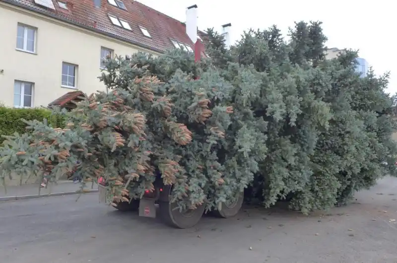 Vánoční strom_naložení