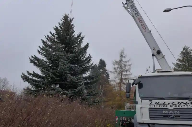 vánoční strom - před kácením