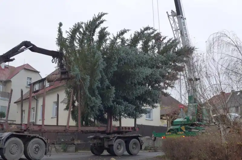 vánoční strom - transport