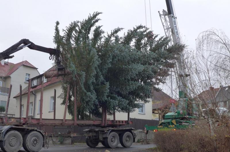 vánoční strom - transport
