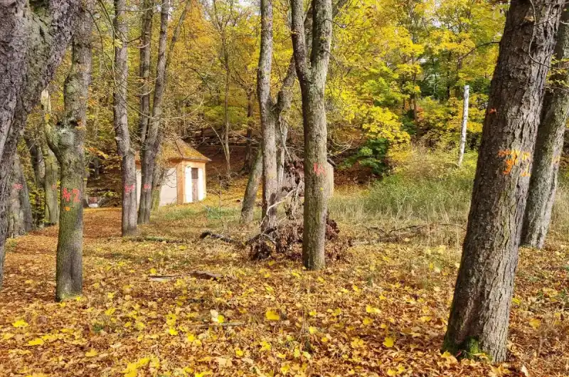 jírovce
