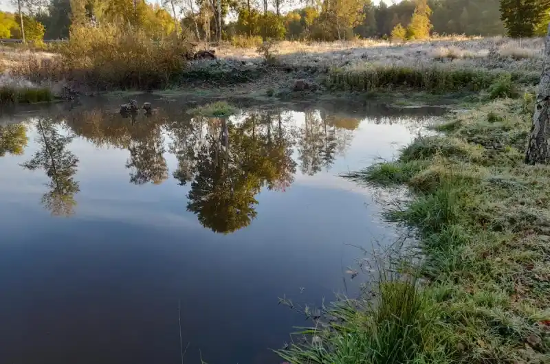 Tůně v lázeňských lesích