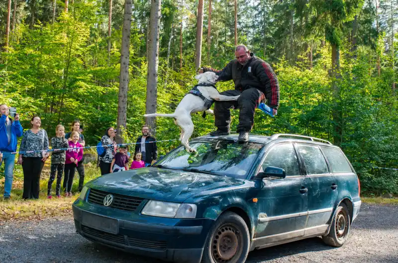 Buřty v lese 2026