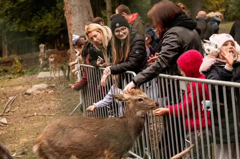 Krmení zvěře