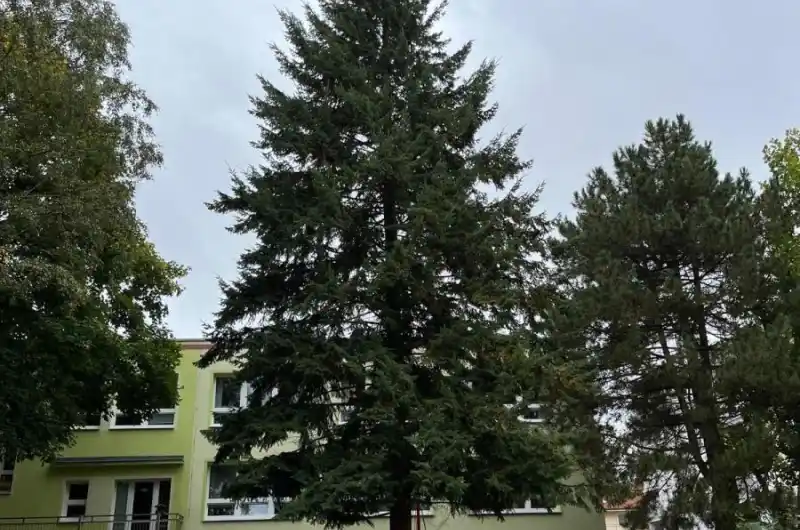 vánoční strom města