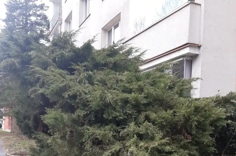 úprava dřevin před BD Gagarinova 18