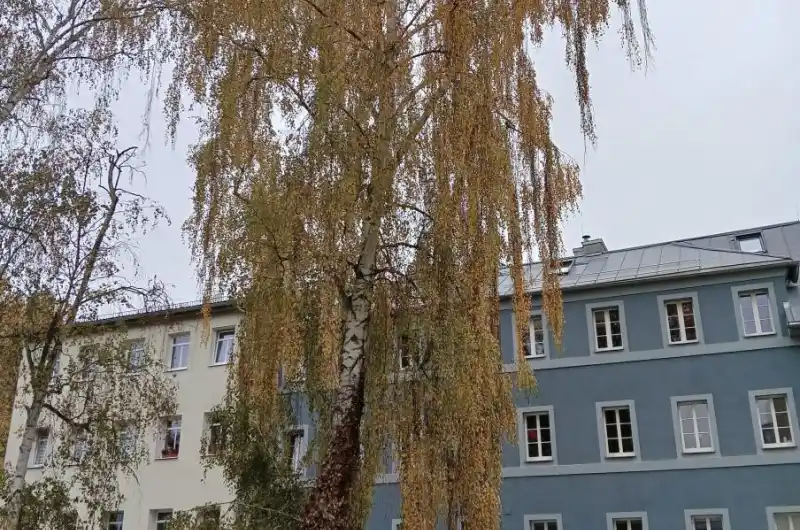 Vzrostlý strom -bříza 