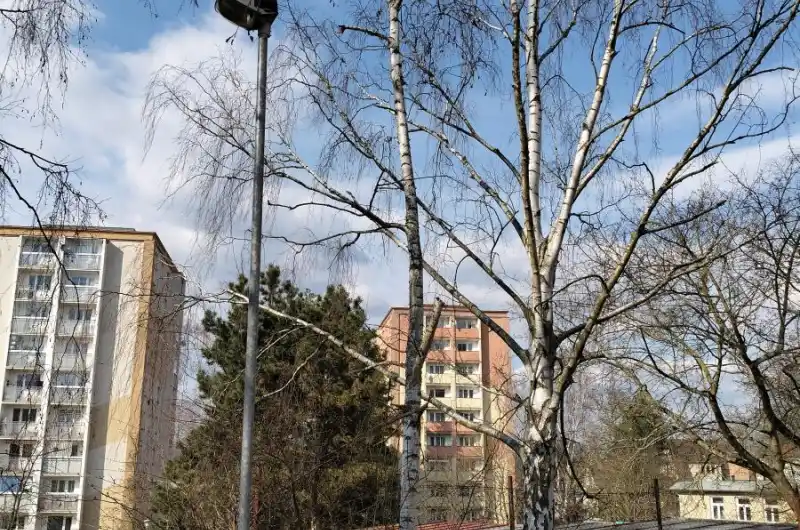 Suchá bříza 