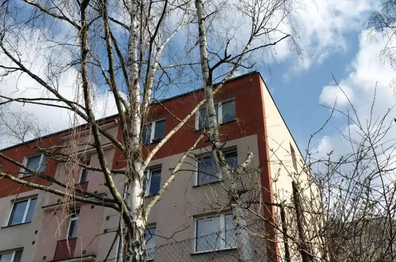 Suchá bříza 