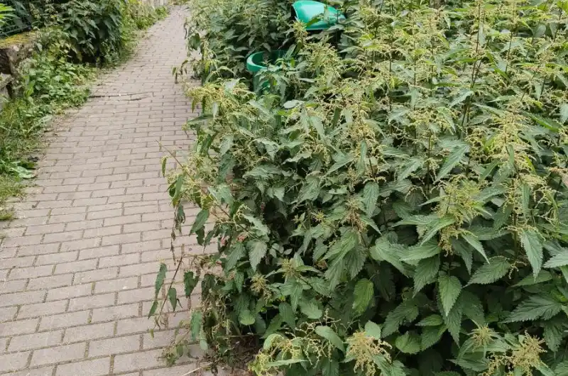 Šmeralova ulice 2.stupen základní školy 