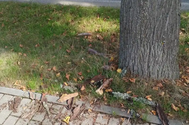 Spadlé větve. 