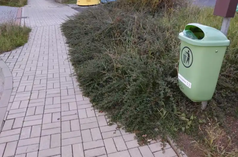 Keře na chodníku 