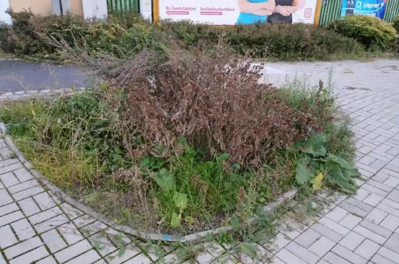 Bodláčí 