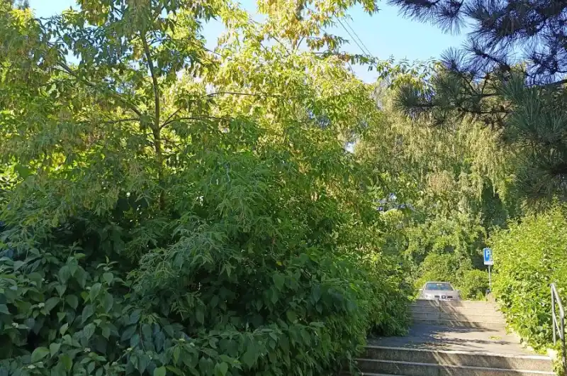 Zeleň