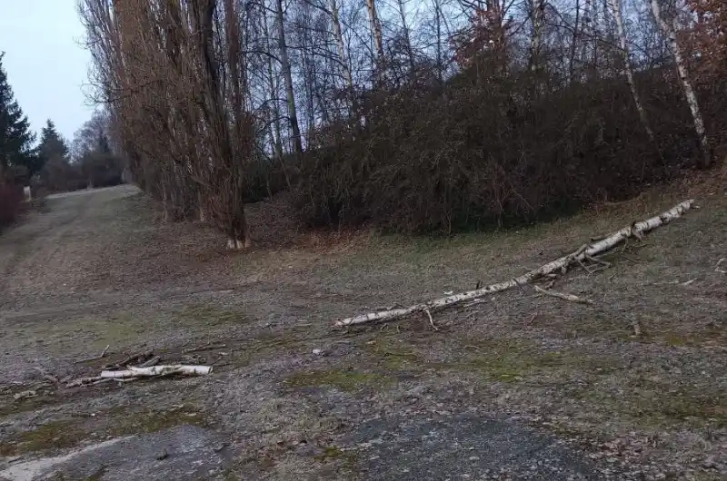 Spadlý strom