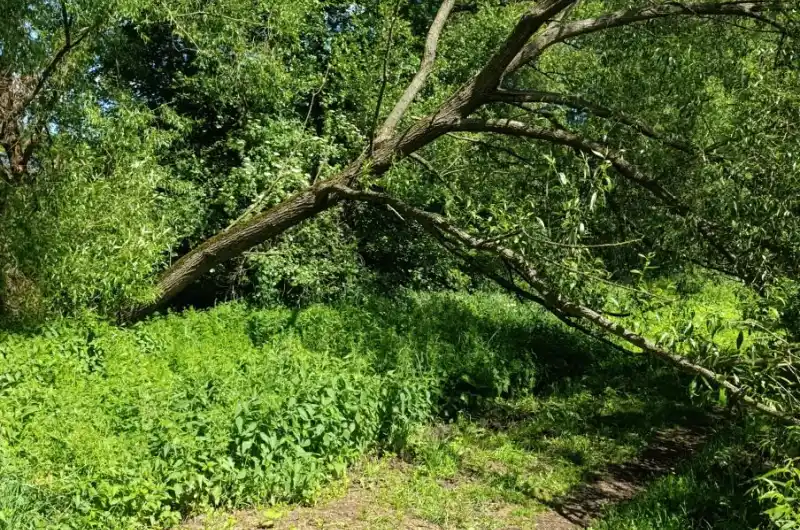 Strom na cestě 