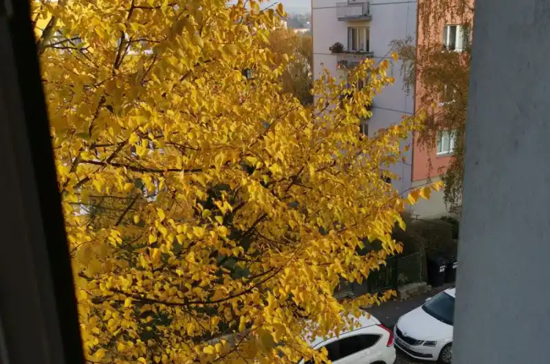Pohled z okna 