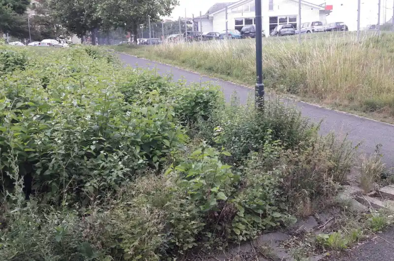 foto