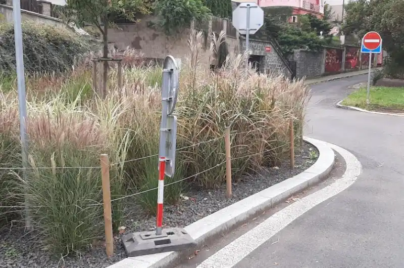 Pohled na porost