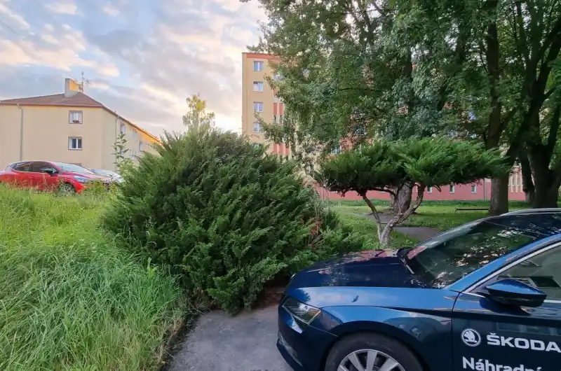 Porost Přátelství 1