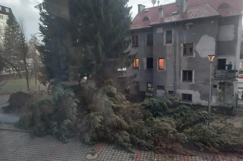 Padlý strom 2