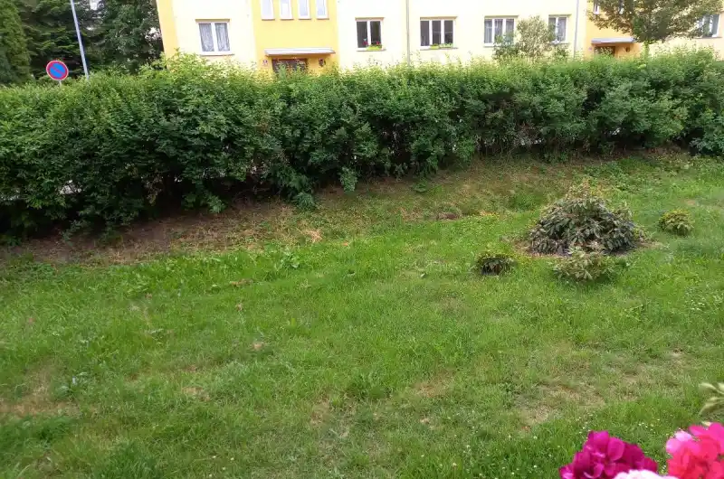 živý plot 
