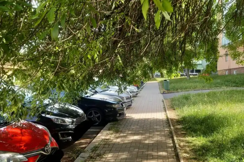 Nebezpečné větve stromu