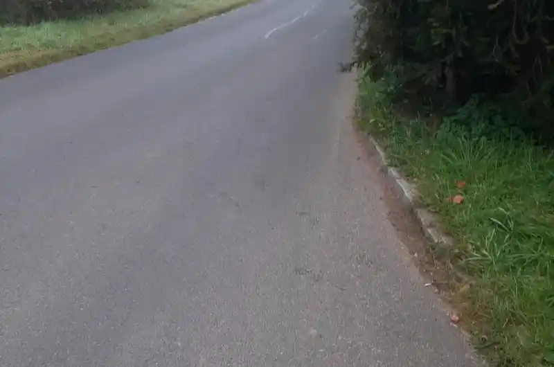 hustý porost smrků