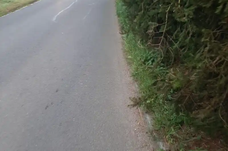 chodec nemá kam uhnout...smrky jsou vysázeny hustě