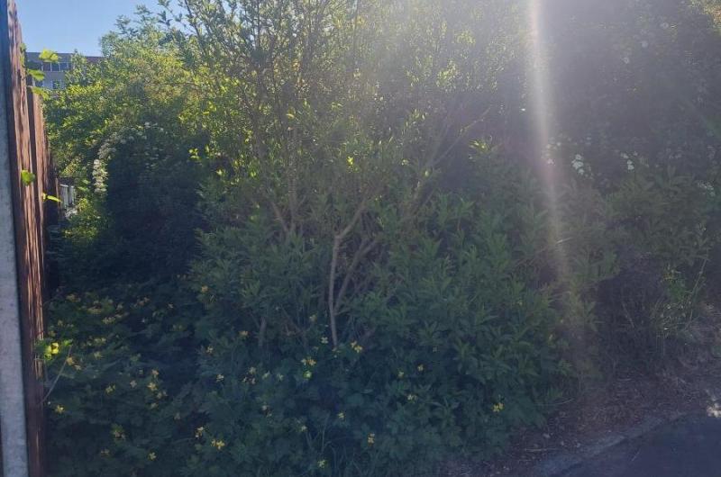 křoviny v ulici Baarova u pozemku byt domu Manesova 570/2