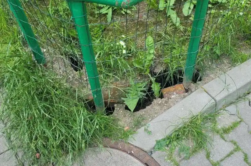 Potkani u vchodu
