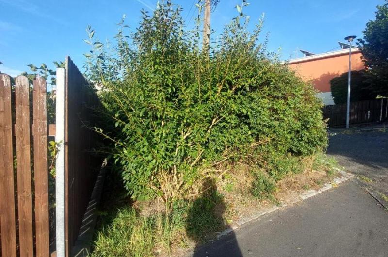 vysekat a udržovat 1m volný pruh od keřů k plotu domu Mánesova 570/2
